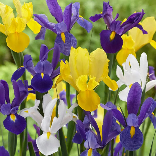 Dutch iris Flower Bulbs
