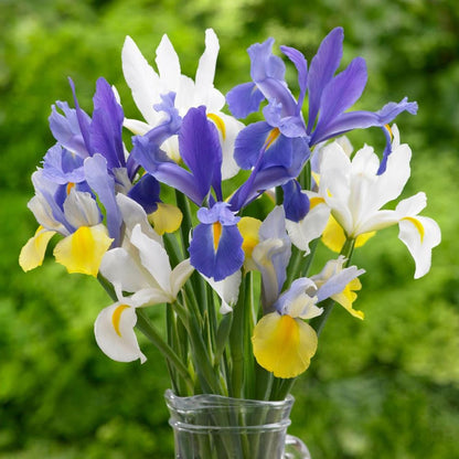 Pack of 3 Dutch iris Flower Bulbs (imported) 3 Mix Colors