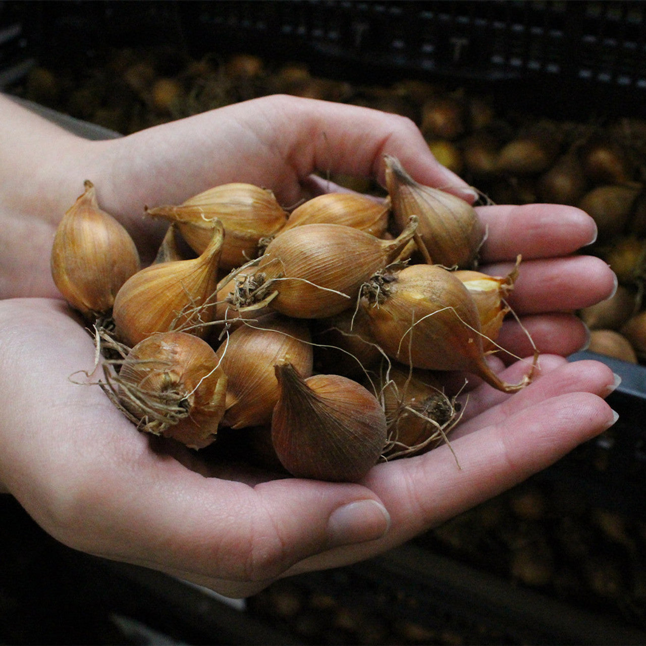 Pack of 3 Dutch iris Flower Bulbs (imported) 3 Mix Colors