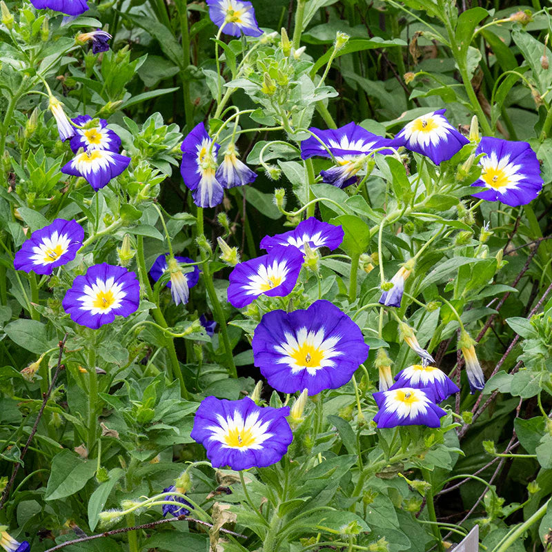 Convolvulus tricolor Royal Ensign – 30+ Seeds-Moji Mall