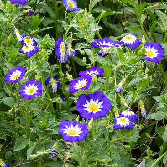 Convolvulus tricolor Royal Ensign – 30+ Seeds