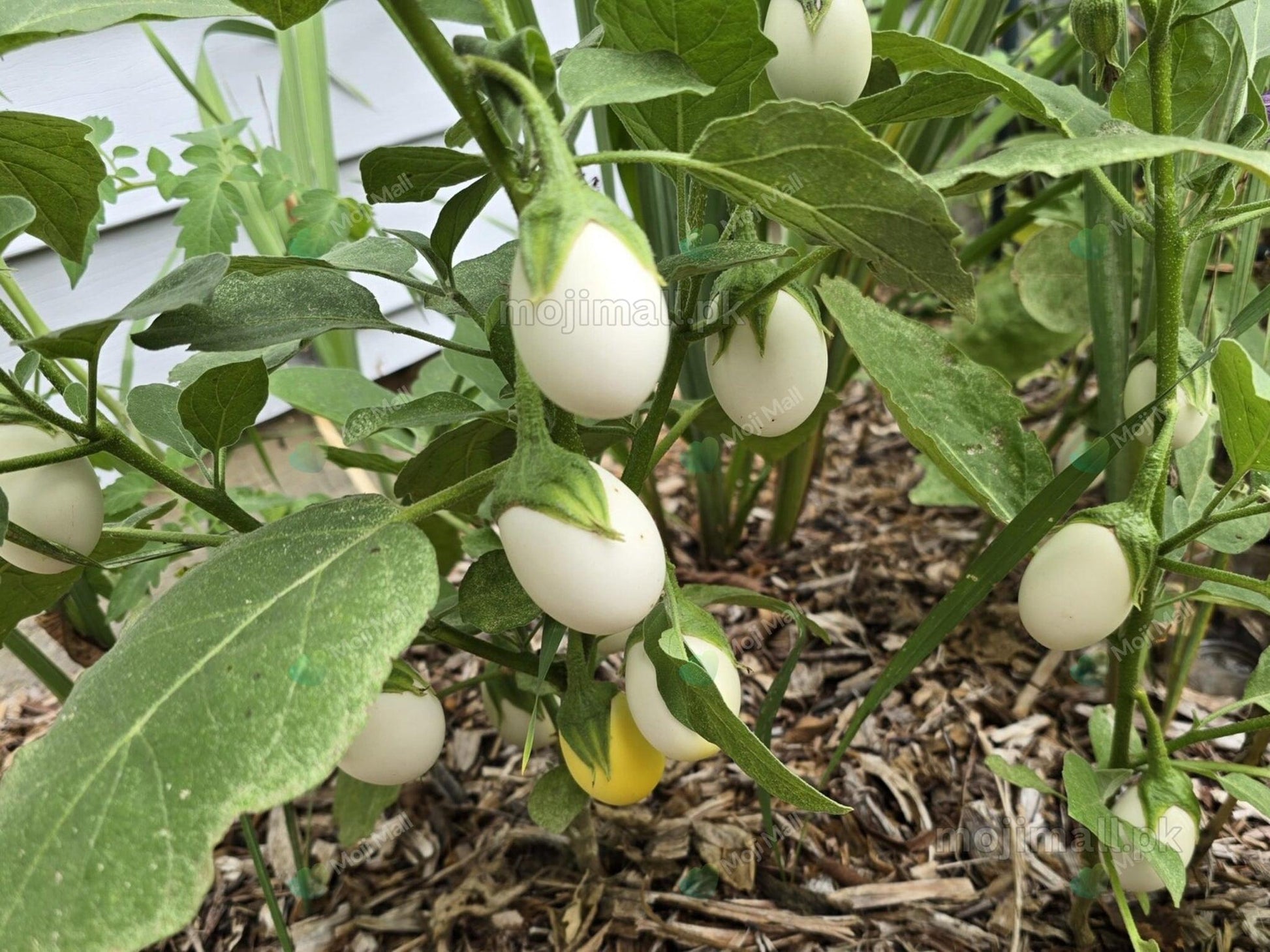 White Brinjal, also called Safed Baingan, producing creamy white fruits for home gardens in Pakistan by Moji Mall.
