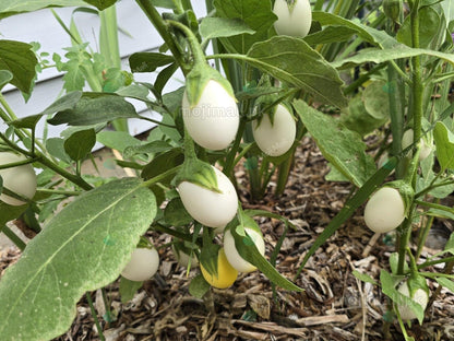 White Brinjal, also called Safed Baingan, producing creamy white fruits for home gardens in Pakistan by Moji Mall.
