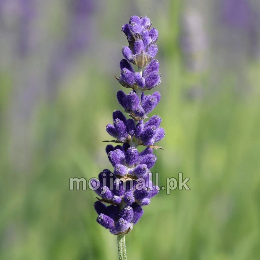 Lavender – 20+ Seeds