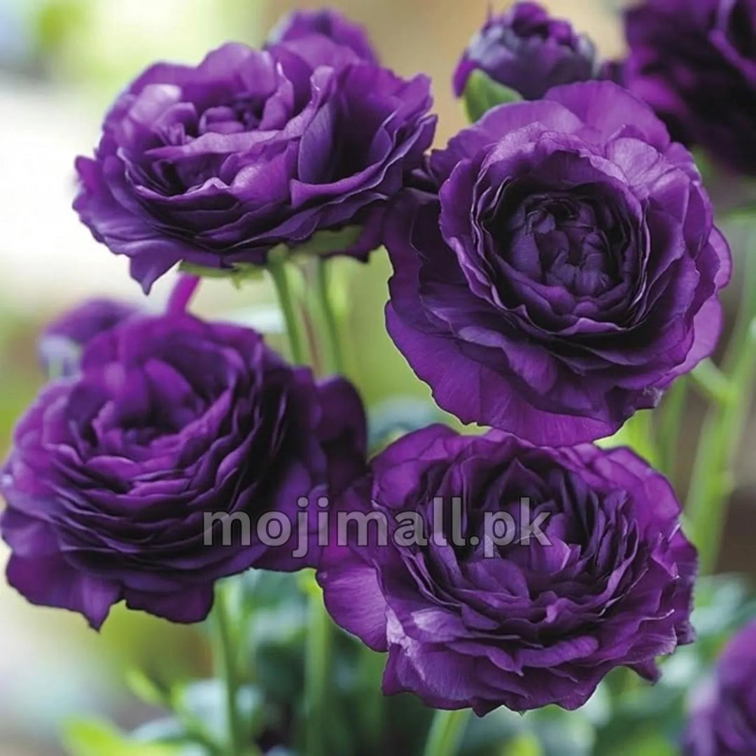 Lisianthus Tall Double – F1 Hybrid 10 Seeds