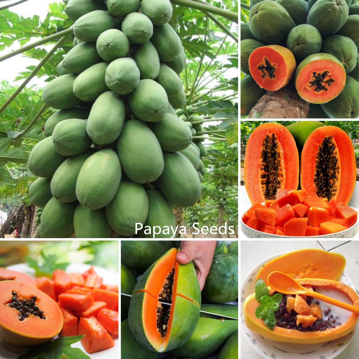 Papaya (Papita, پپیتا) - Red Lady F1  Hybrid - 5 Seeds