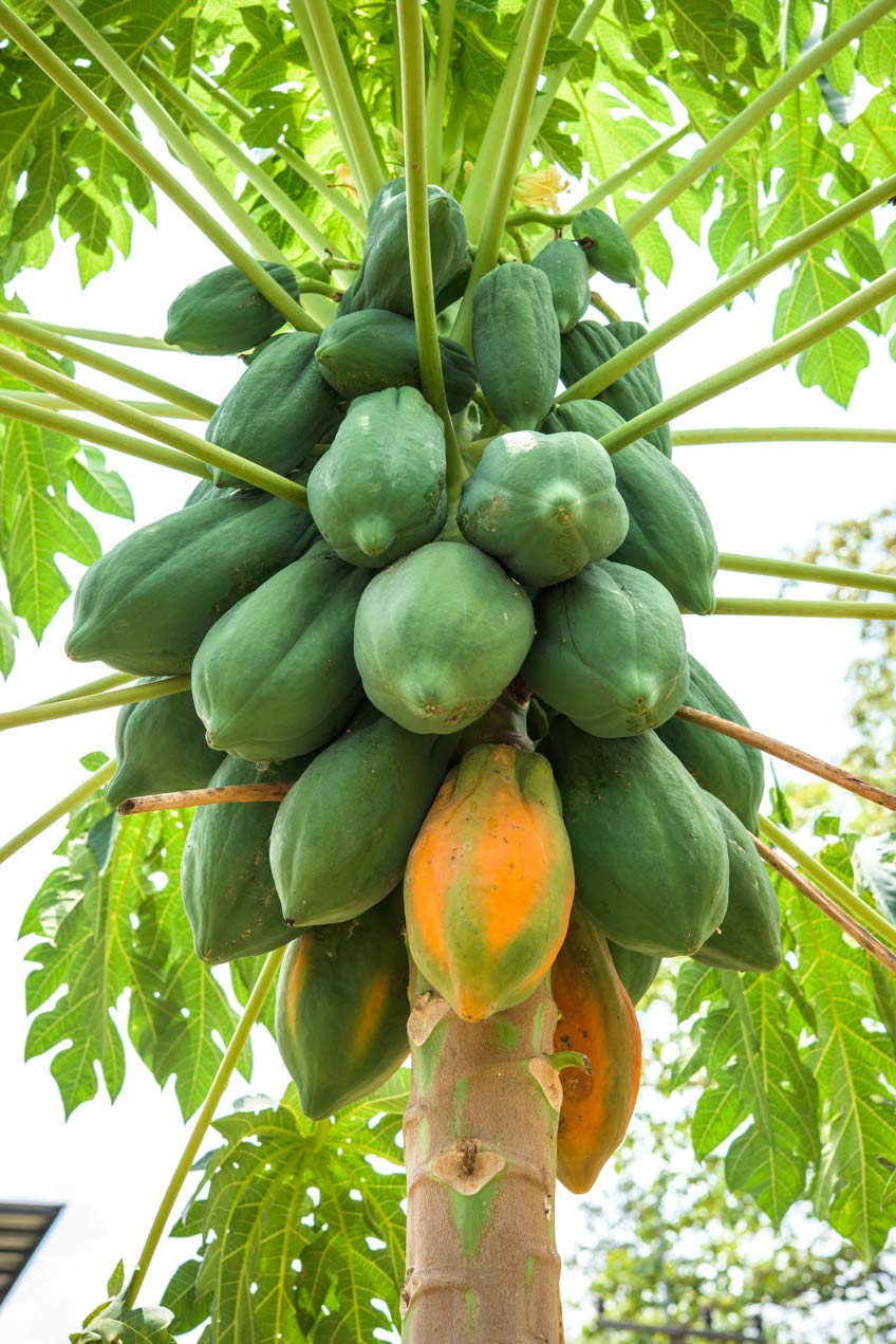 Papaya (Papita, پپیتا) - Red Lady F1  Hybrid - 5 Seeds