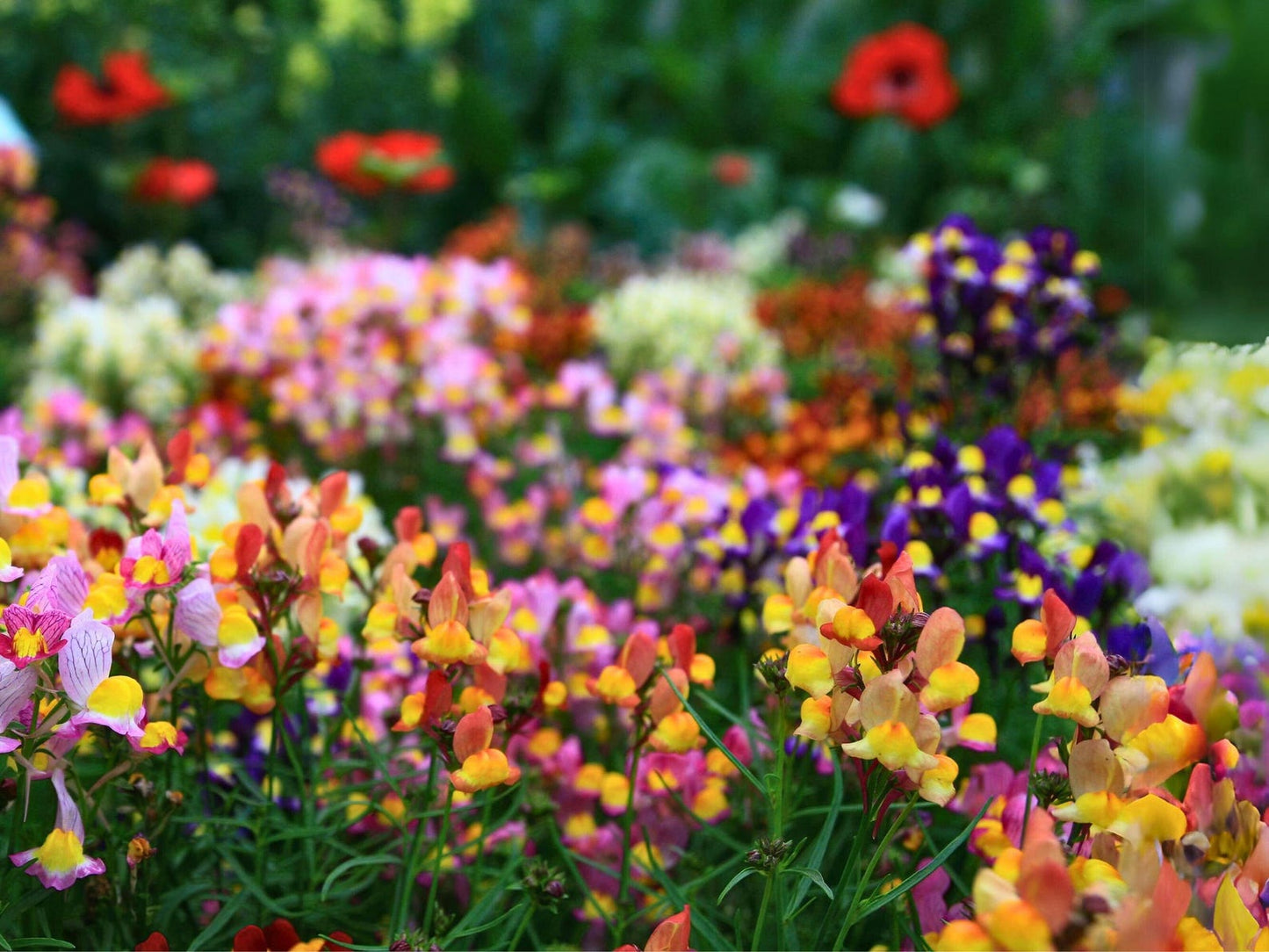 Linaria Northern Light Mix – 150+ Seeds