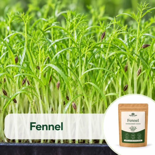 Fennel: Microgreens Seeds