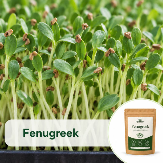 Fenugreek: Microgreens Seeds