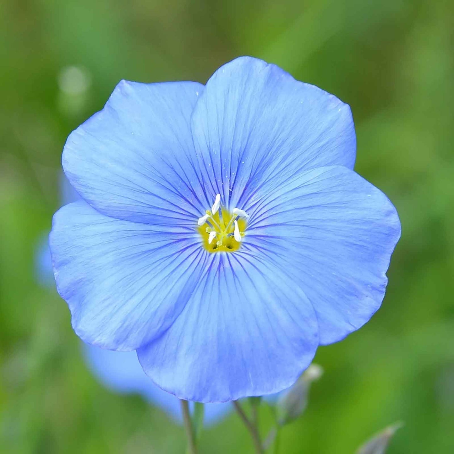 Common Flax – 50+ Seeds (WINTER)