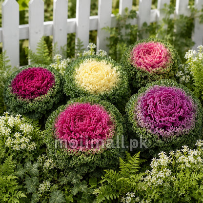 Flowering Kale – F1 Hybrid 10 Seeds