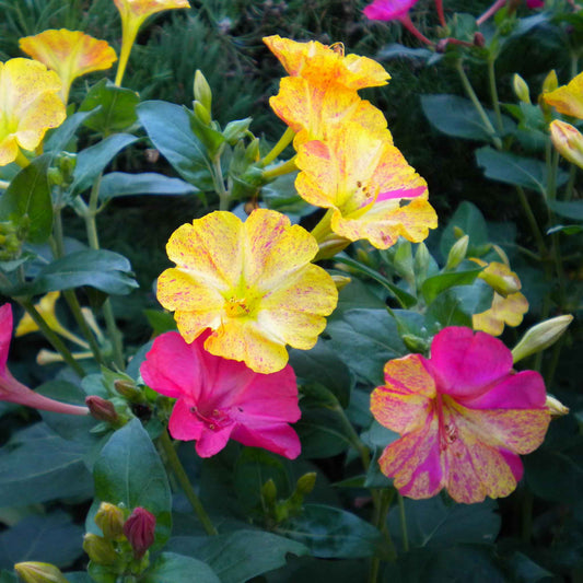 4 O'Clock (Mirabilis Jalapa Bicolor) Mix Seeds 15