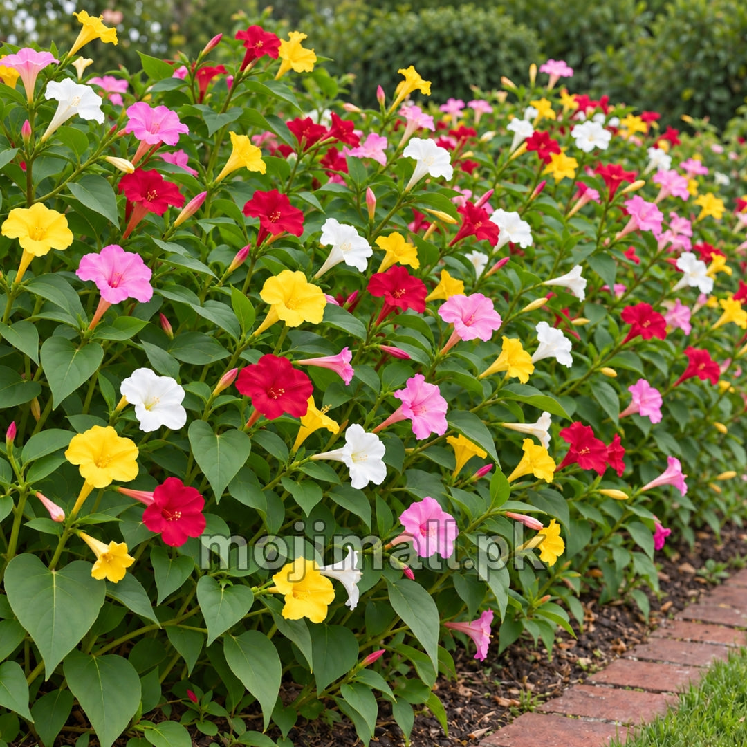 Moji Mall’s 4 O’Clock Mix seeds listing in Pakistan shows red, pink, white and yellow flowers beside a brick path.