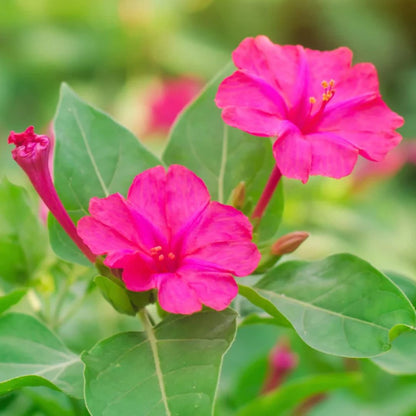4 O'Clock (Mirabilis Jalapa) Rose Seeds 10