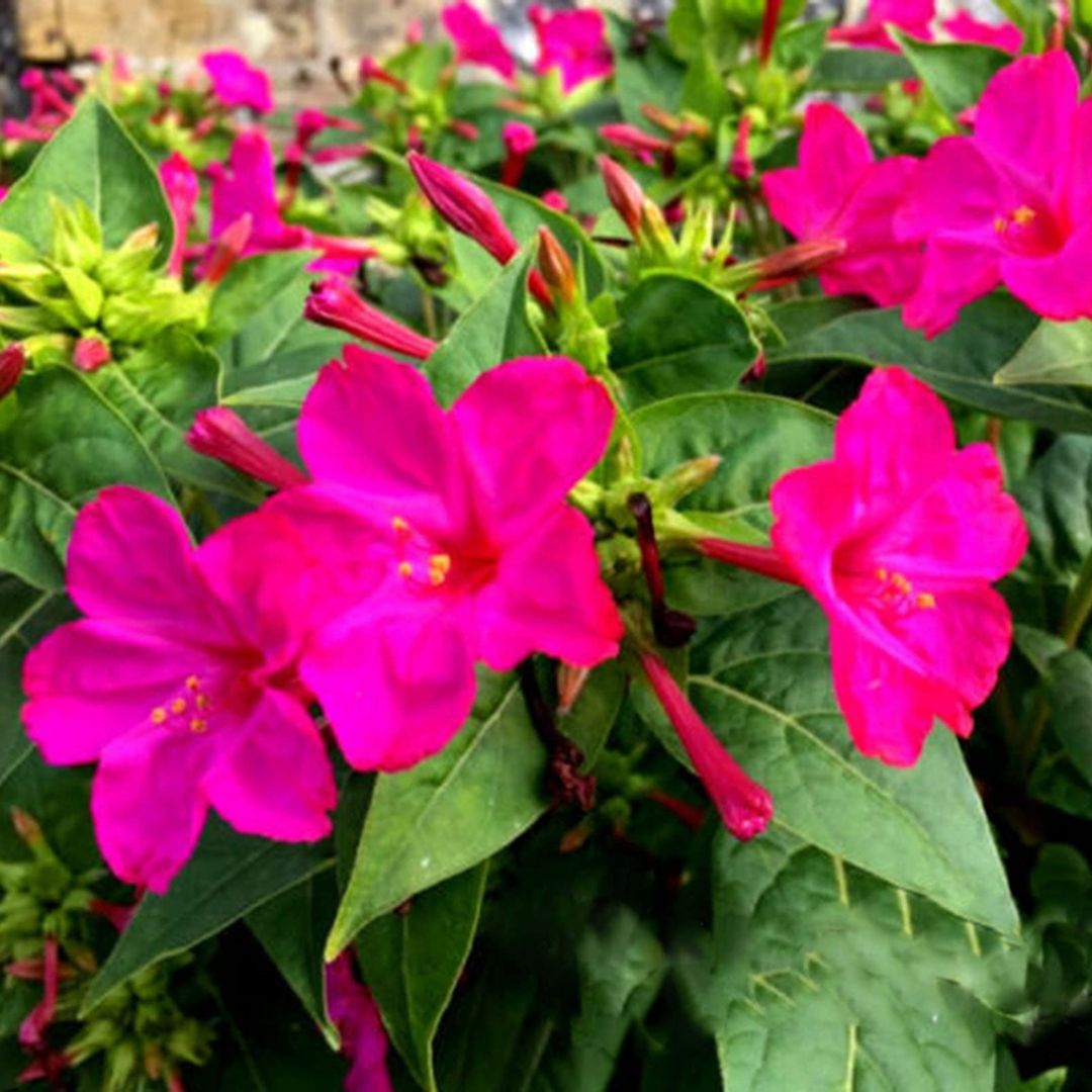 4 O'Clock (Mirabilis Jalapa) Rose Seeds 10