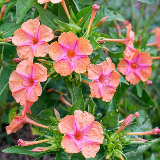 4 O'Clock (Mirabilis Jalapa) Salmon Sunset Seeds 10