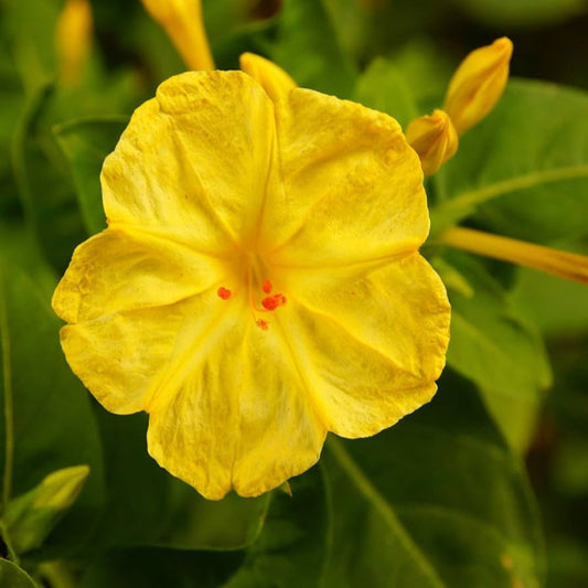 4 O'Clock (Mirabilis Jalapa) Yellow Seeds 10