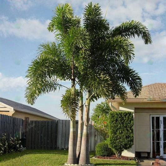 Foxtail palm – 5 Tree Seeds