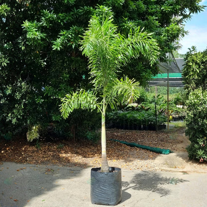 Foxtail palm – 5 Tree Seeds