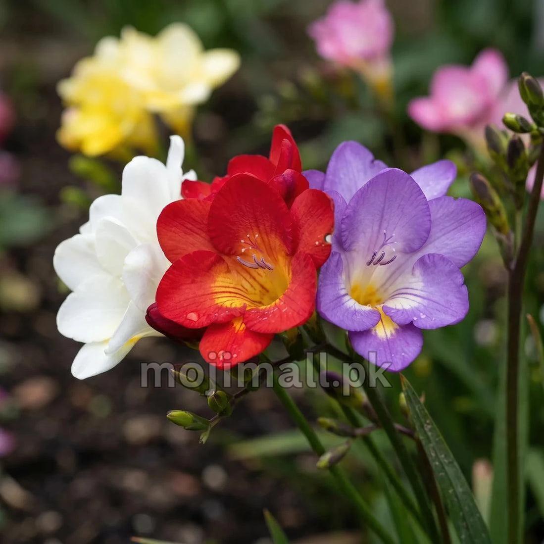 Pack of 4 Freesia (imported) Mix Colors – Flower Bulbs