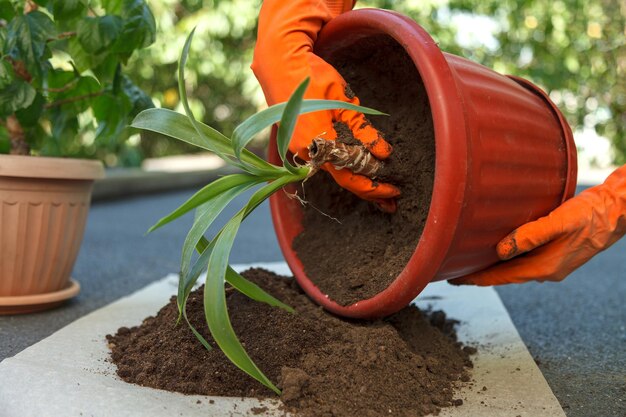 Person repotting a plant with gloves on, surrounded by outdoor plants.