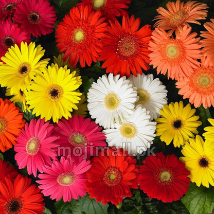 Gerbera Mix – F1 Hybrid 10 Seeds