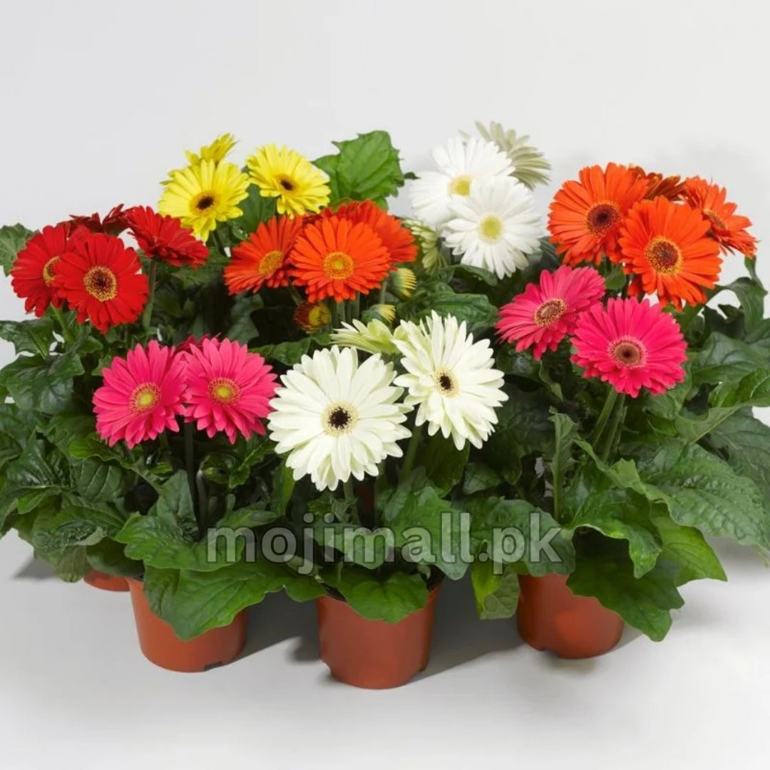 Gerbera Mix – F1 Hybrid 10 Seeds