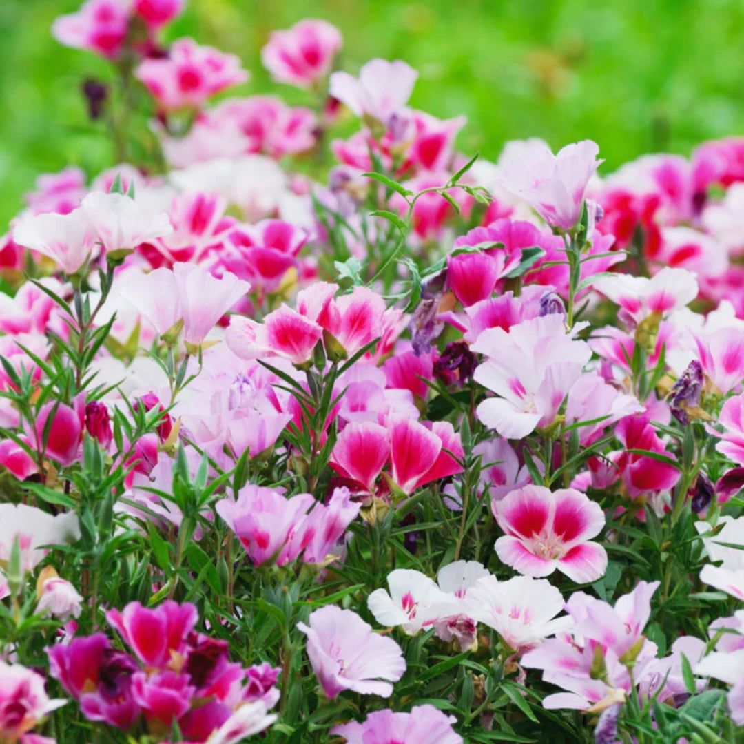 Godetia (Double Mix) – 150+ Seeds (WINTER)