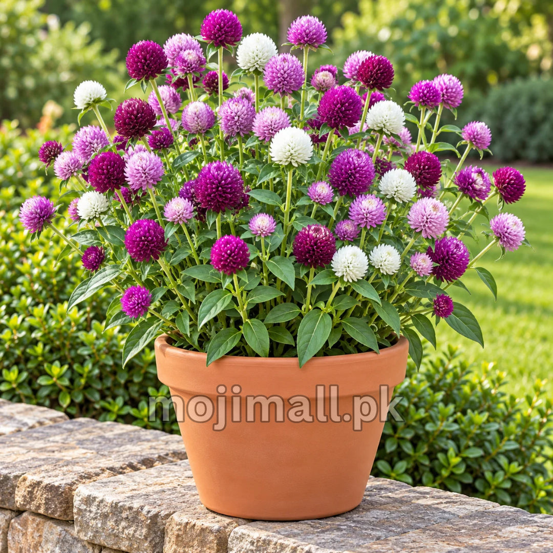 A terracotta pot holds pink, purple and white globe amaranth flowers in Moji Mall’s Gomphrena seed range for Pakistan
