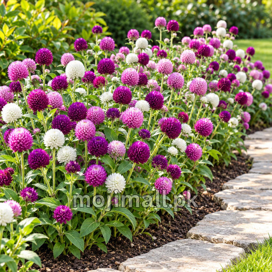 Mixed Gomphrena seeds from Moji Mall in Pakistan are illustrated by pink, purple and white globe-shaped blooms beside stone edging