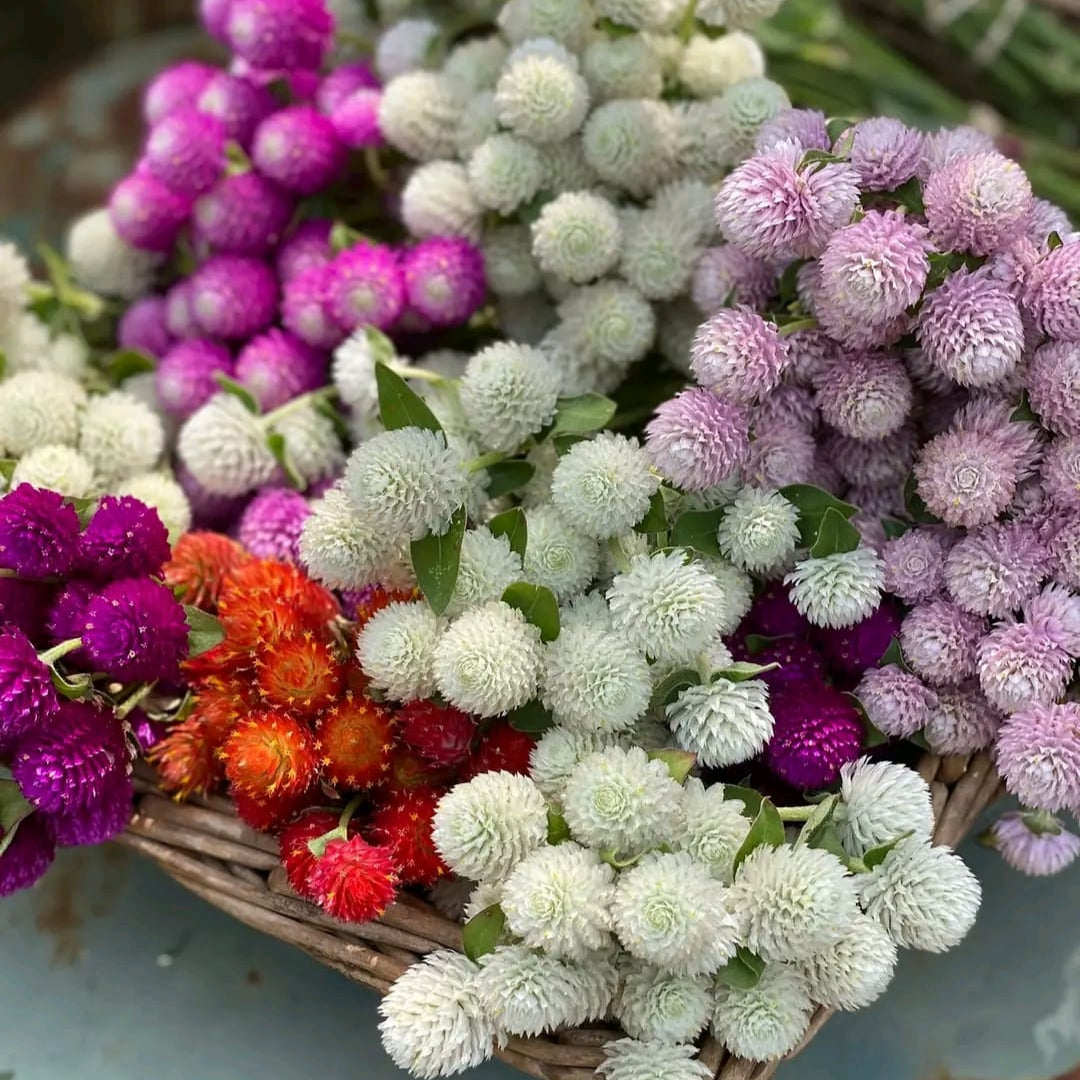 Gomphrena Globe (Amaranth Mixed) – 50+ Seeds (SUMMER)