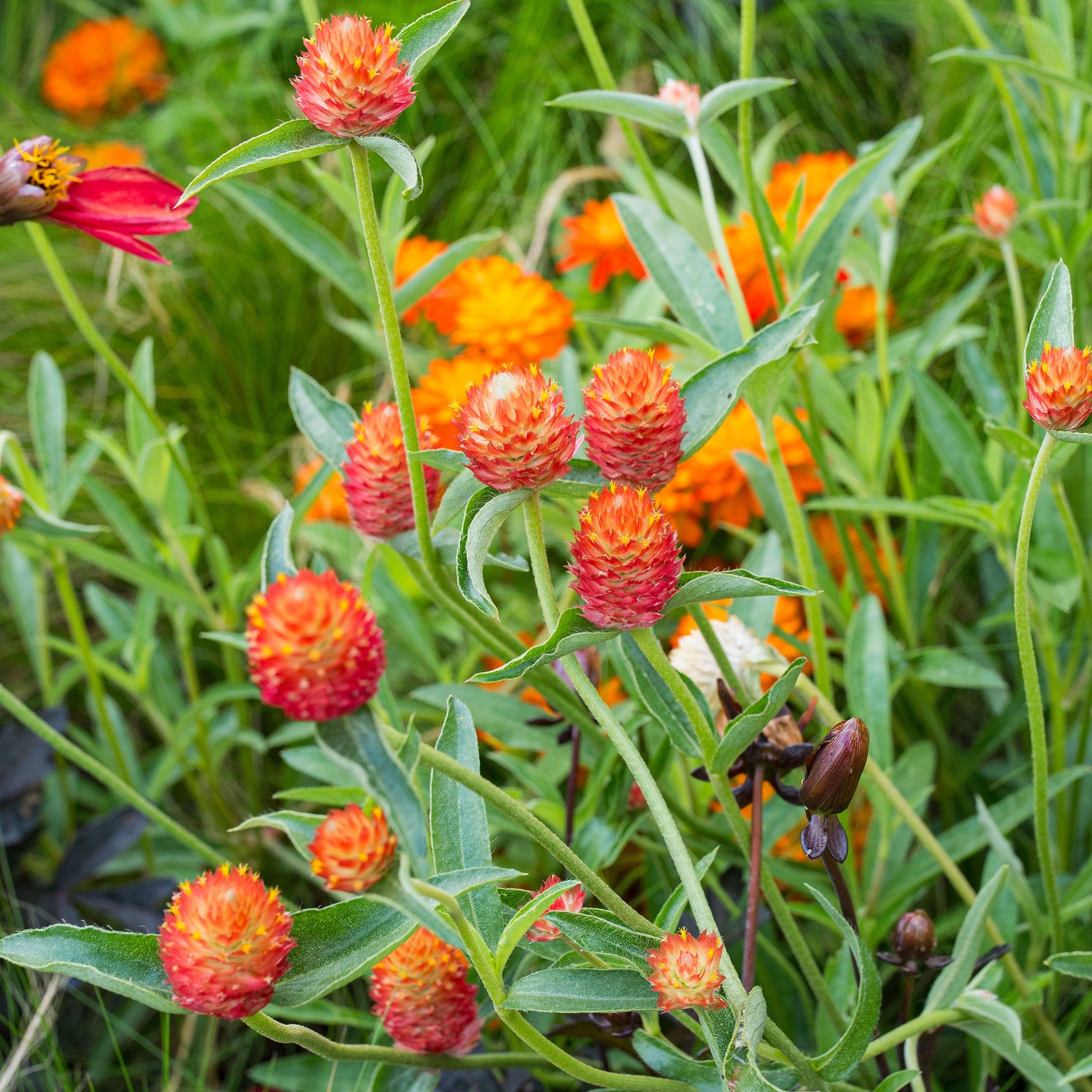 Gomphrena (Orange) – 20+ Seeds-Moji Mall