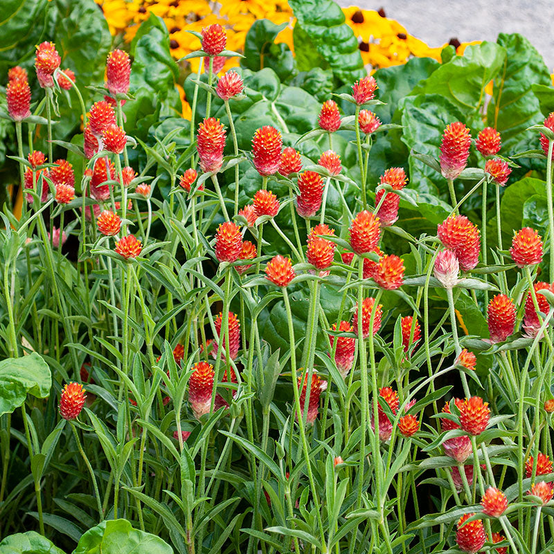 Gomphrena (Orange) – 20+ Seeds-Moji Mall