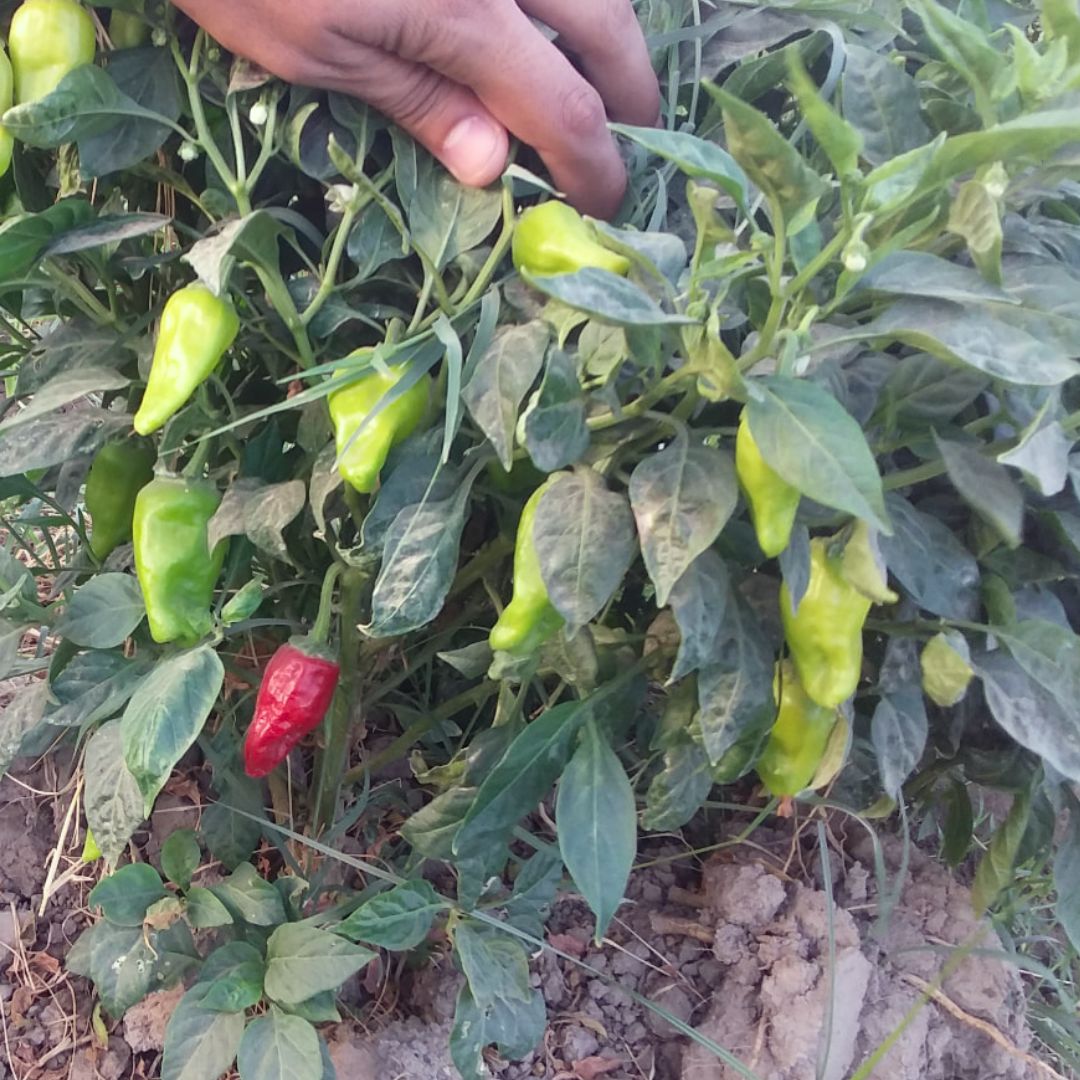 Chili (دیسی مرچ کے بیج) – 50+ Seeds