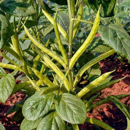 Guar Beans (گوار پھلی) Seeds
