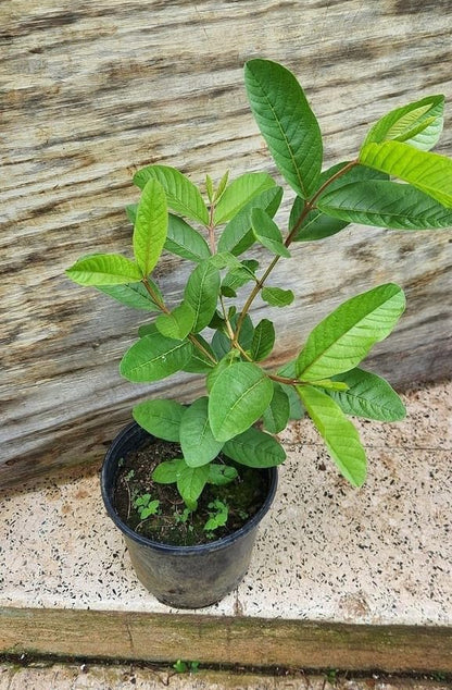 Guava Round (گول امرود کے بیج) – 50+ Seeds