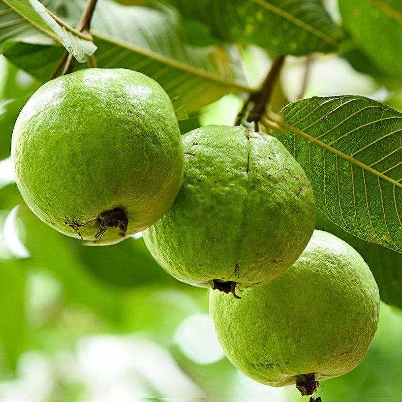 Tree Seeds