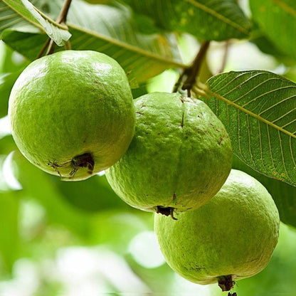 Guava Round (گول امرود کے بیج) – 50+ Seeds