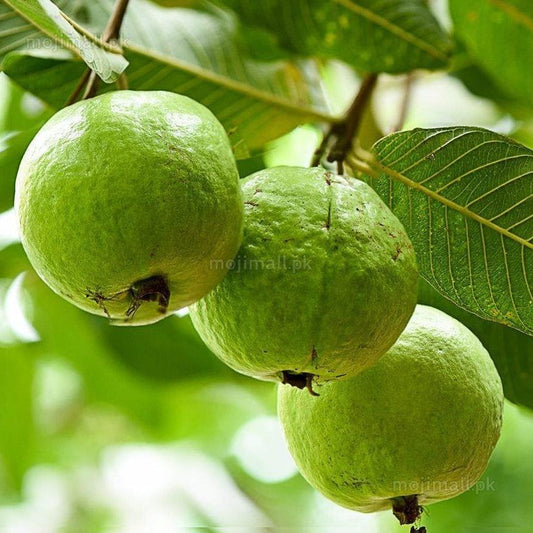 Guava Round (گول امرود کے بیج) – 50+ Seeds