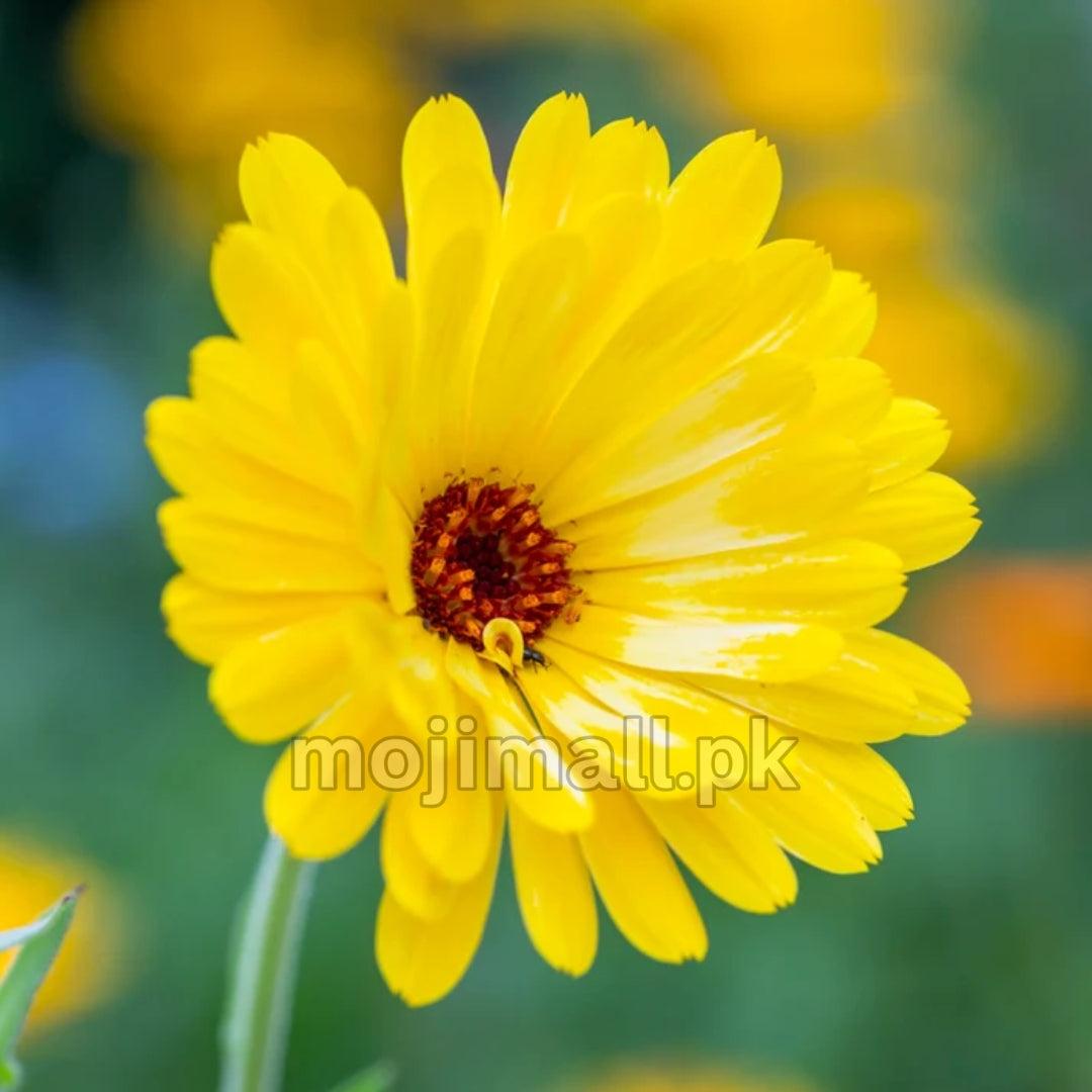 Calendula (گل اشرفی) – 25+ Seeds
