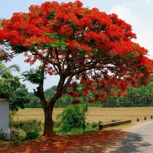 Royal poinciana (Gul Mohar) - 10+ Tree Seeds