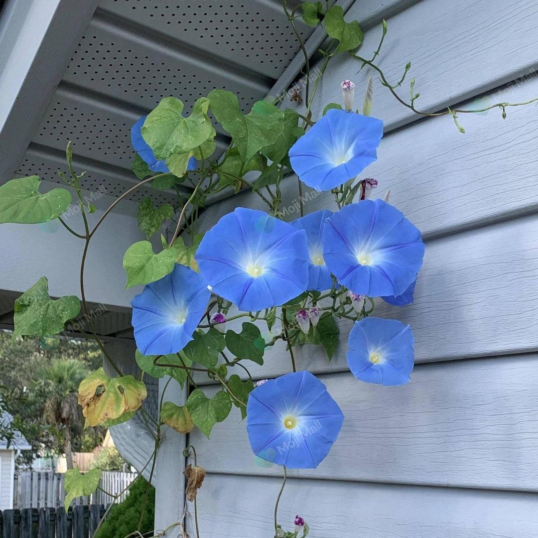 Morning Glory (Heavenly Blue) – 10+ Seeds-Moji Mall Pakistan