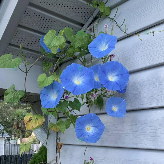 Morning Glory (Heavenly Blue) – 10+ Seeds