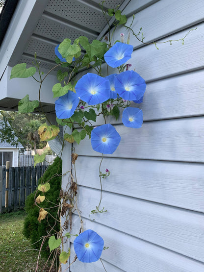 Morning Glory Heavenly Blue 10+ Seeds