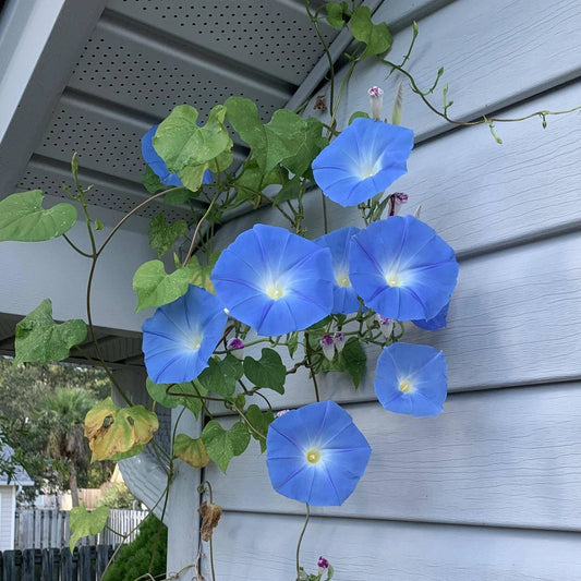 Blue morning glory flowers growing on a house exterior