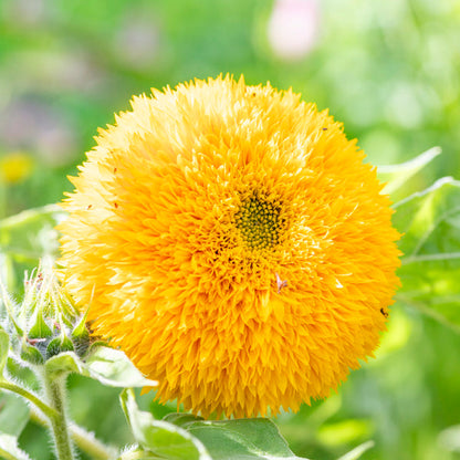 Sunflower Teddy Bear – 10+ Seeds