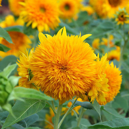 Sunflower Teddy Bear – 10+ Seeds