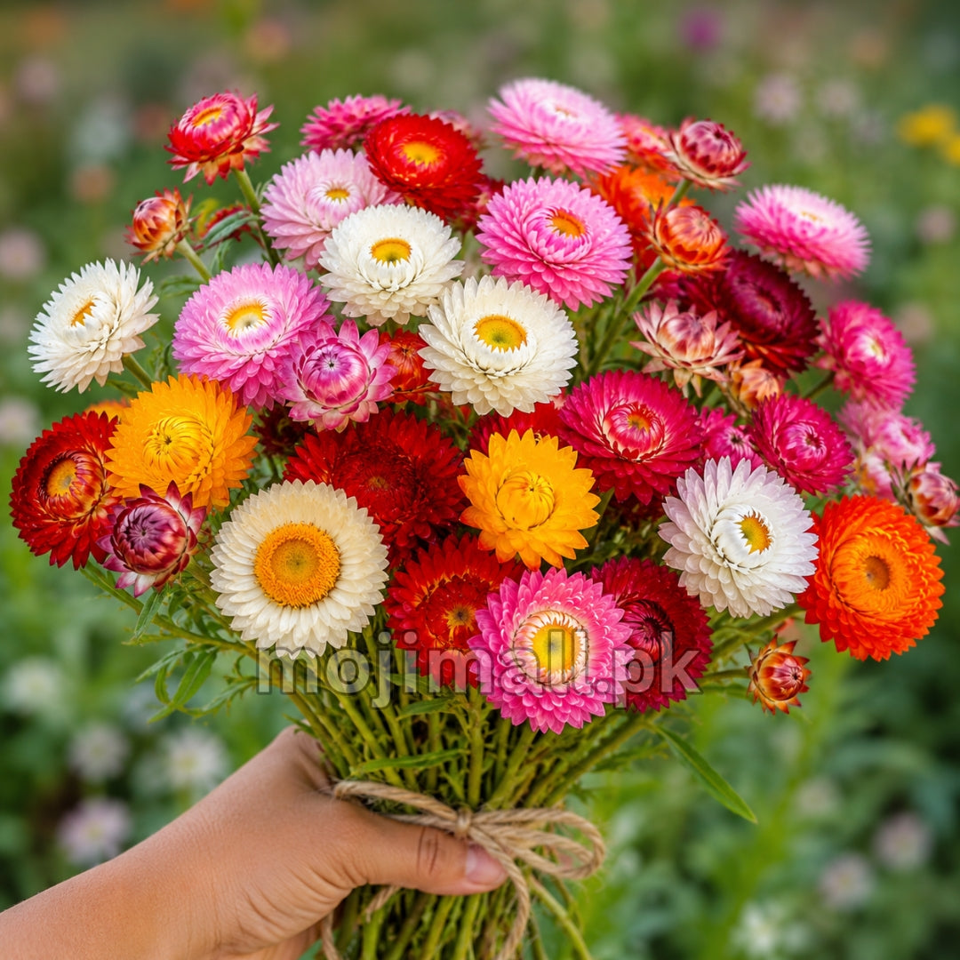 Winter Flower Seeds