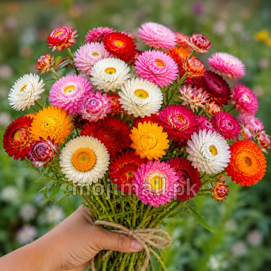 Helichrysum (گل کاغذ) – 30+ Seeds